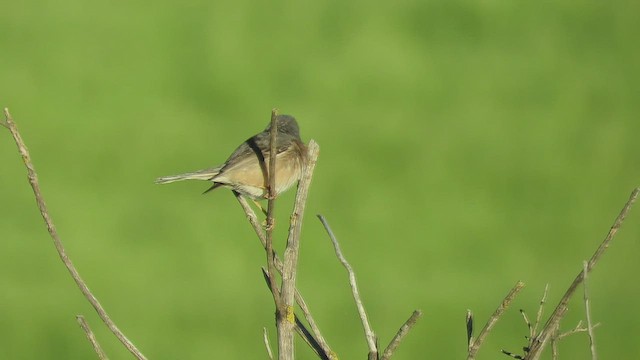 Txinbo papargorrizta iberiarra - ML554114541