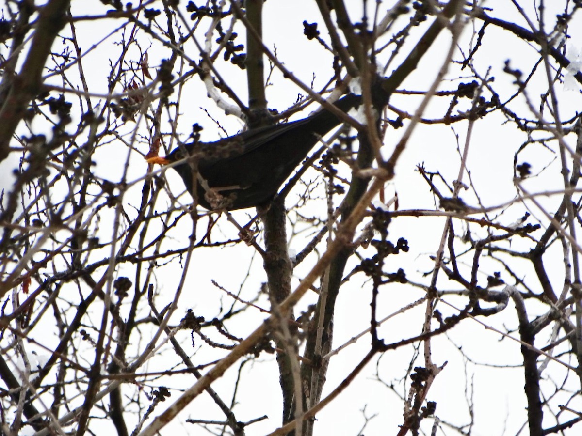 Eurasian Blackbird - ML554114711