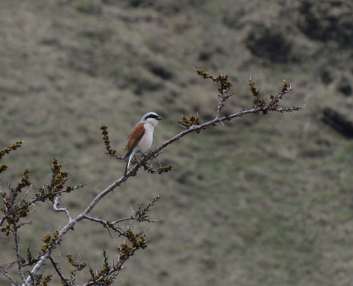 Red-backed Shrike - ML554115221