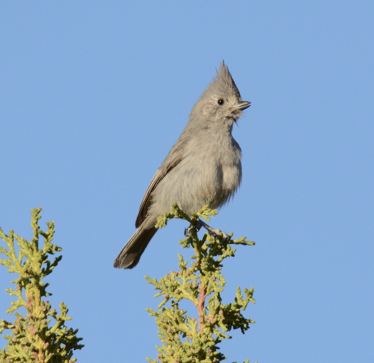 Juniper Titmouse - Taylor Abbott