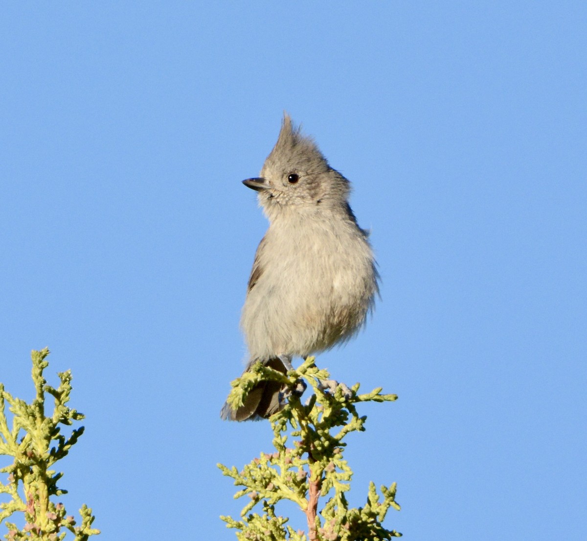 Juniper Titmouse - Taylor Abbott