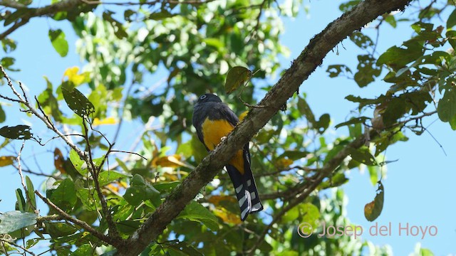 Black-headed Trogon - ML554116581