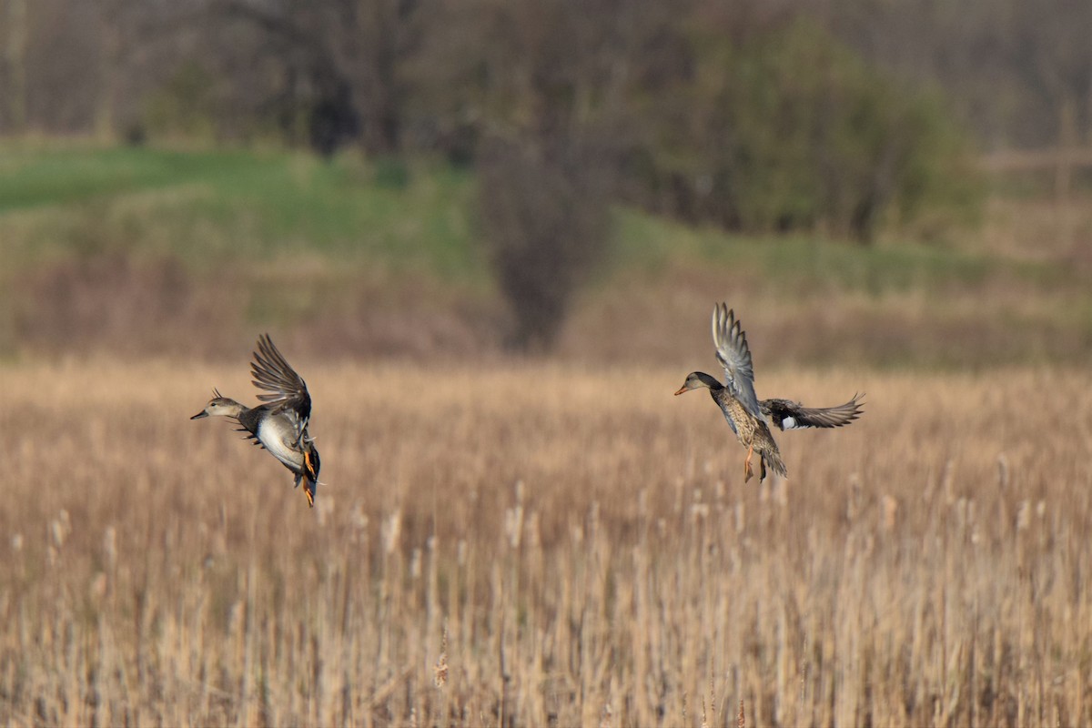 Gadwall - ML55411671