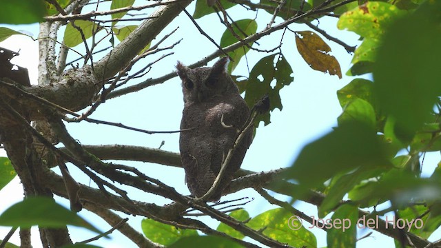 Pacific Screech-Owl - ML554117321