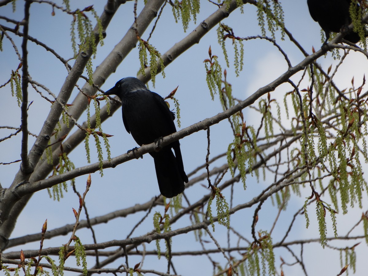 Taccola - ML554118381