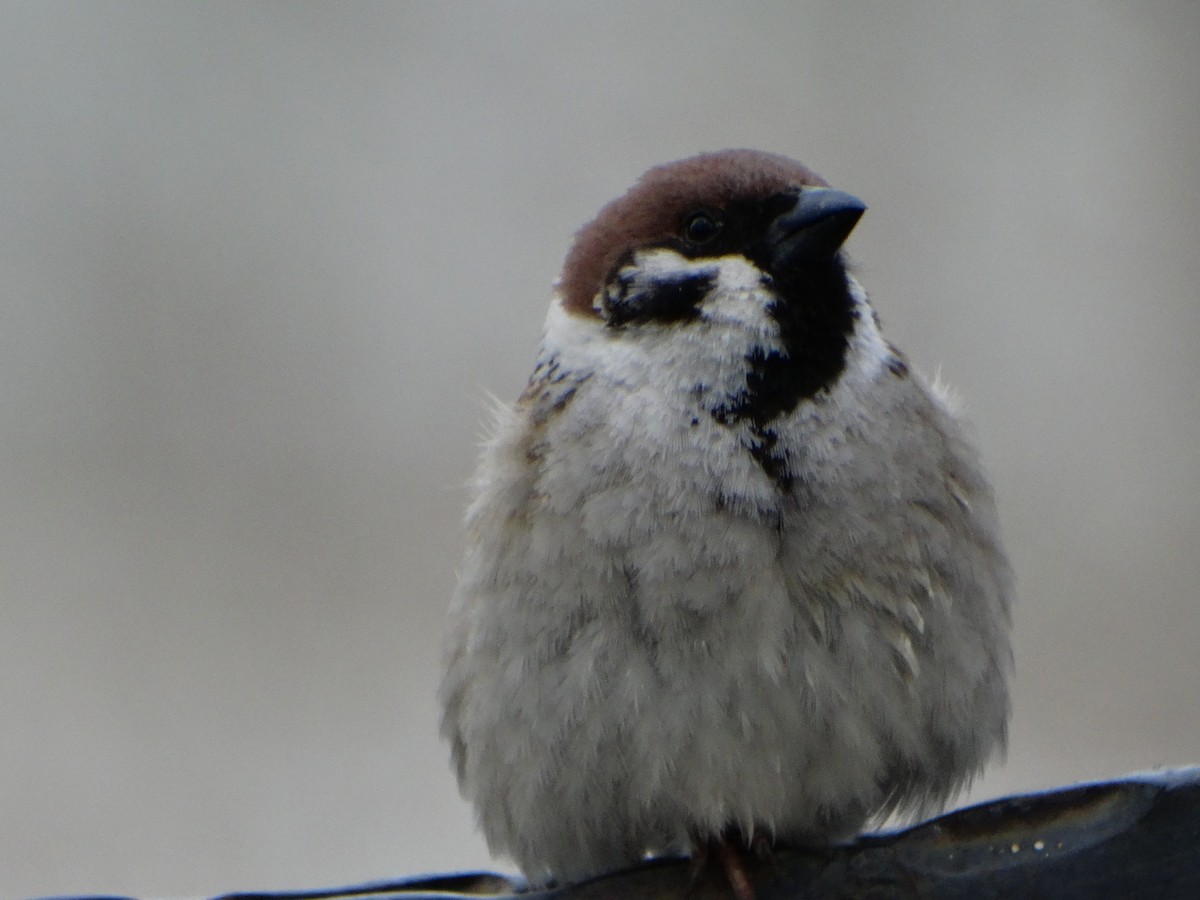 Eurasian Tree Sparrow - ML554118721