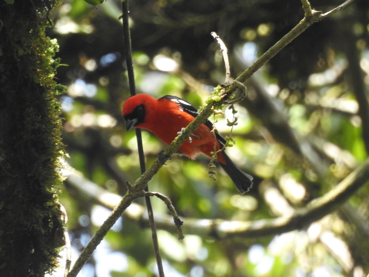 White-winged Tanager - LP Noack