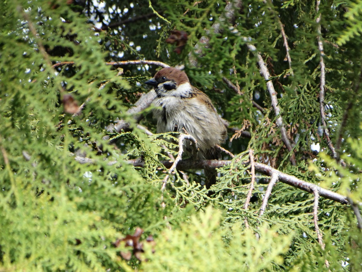 Eurasian Tree Sparrow - ML554118841