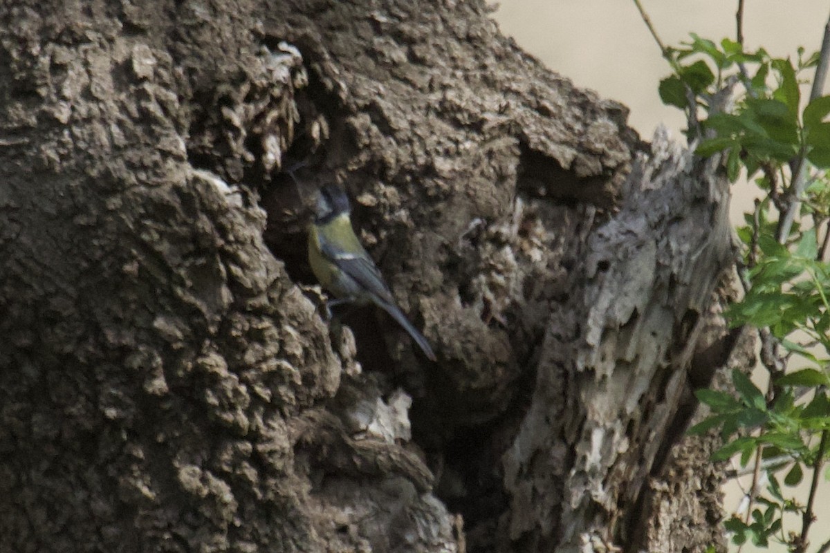 Mésange charbonnière - ML554118961