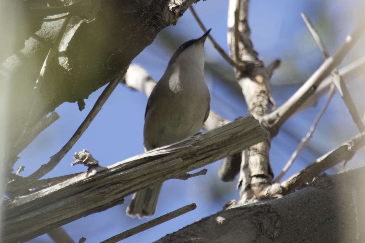 Curruca Mirlona Occidental - ML554119001