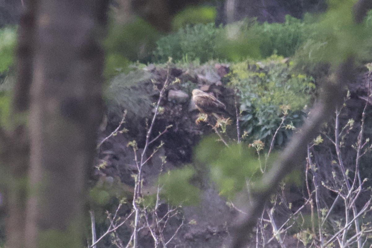 Long-legged Buzzard (Atlas) - ML554119101