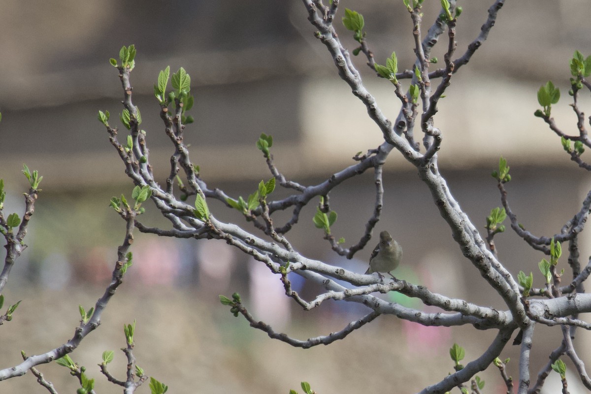 pěnkava africká (ssp. africana) - ML554119151