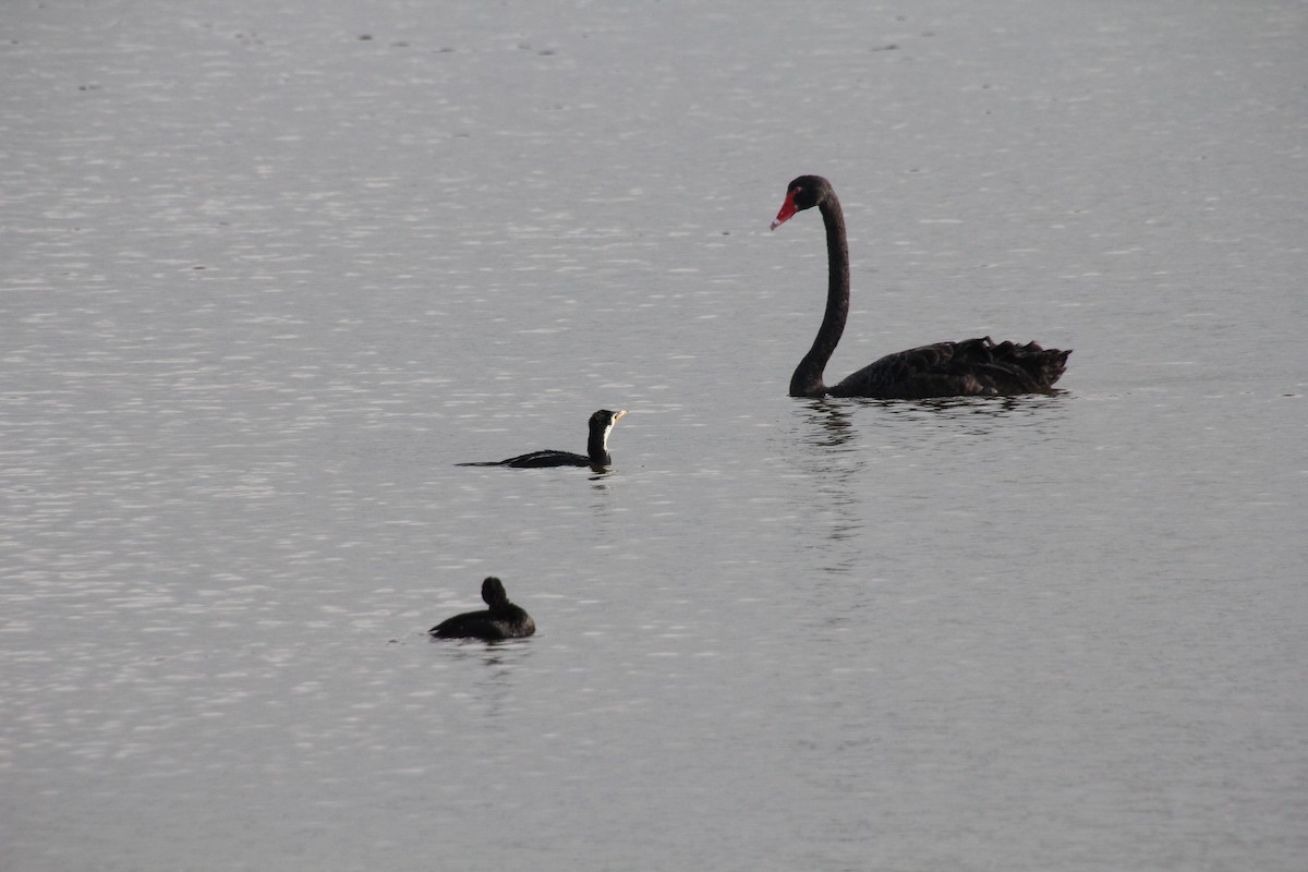 Cisne Negro - ML554119171