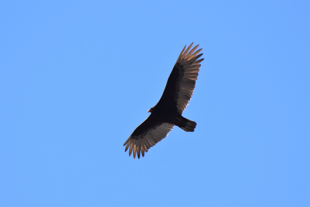 Turkey Vulture - ML55411971