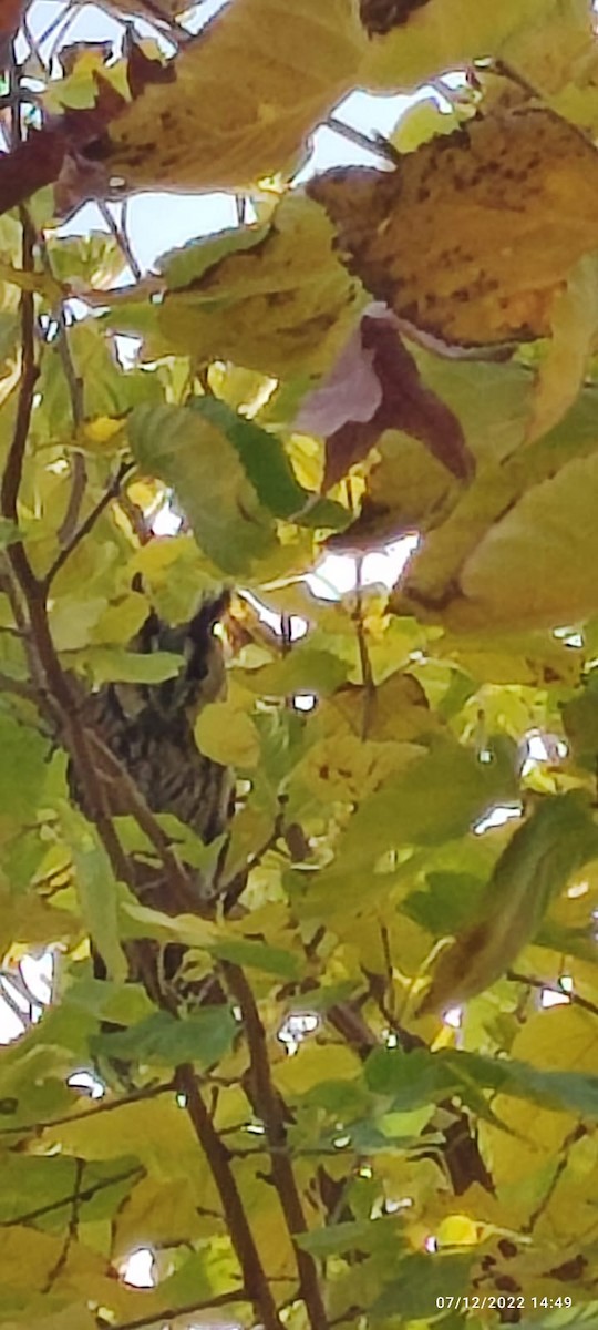 Long-eared Owl - ML554120281