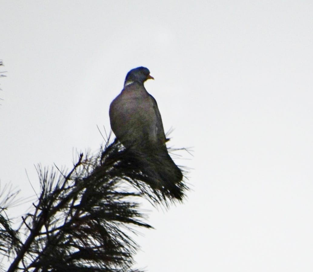 Common Wood-Pigeon - ML554120501