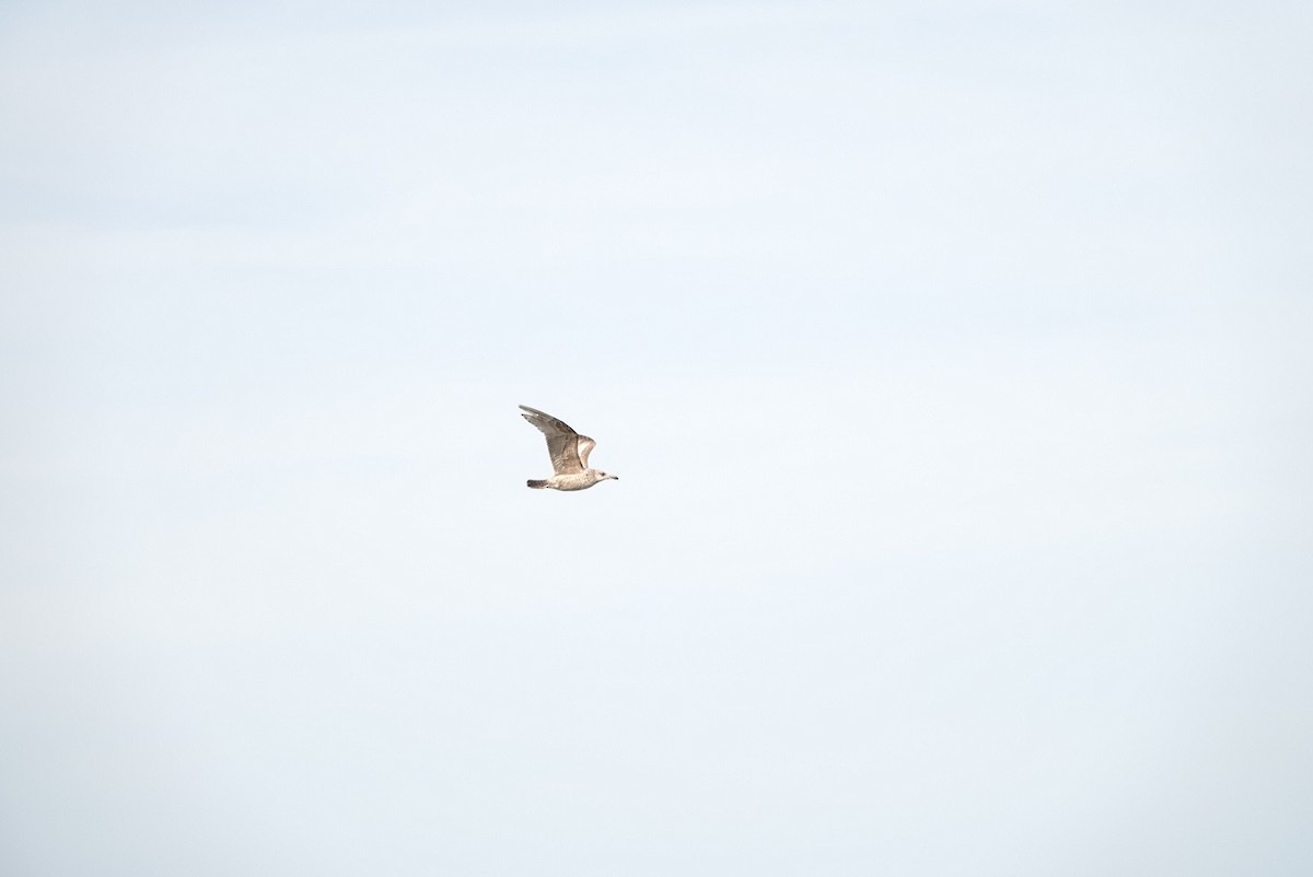 Herring Gull - ML554120691