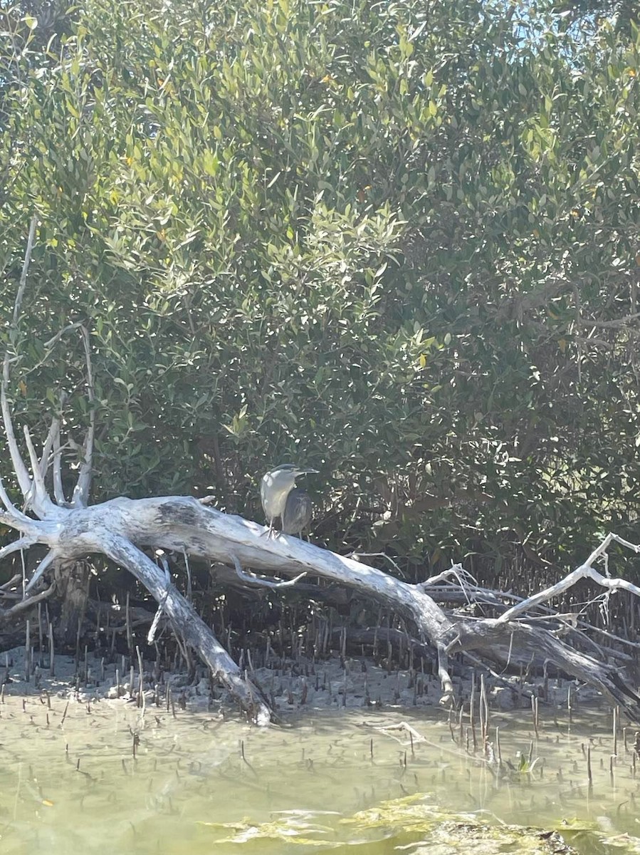 Striated Heron - ML554121551