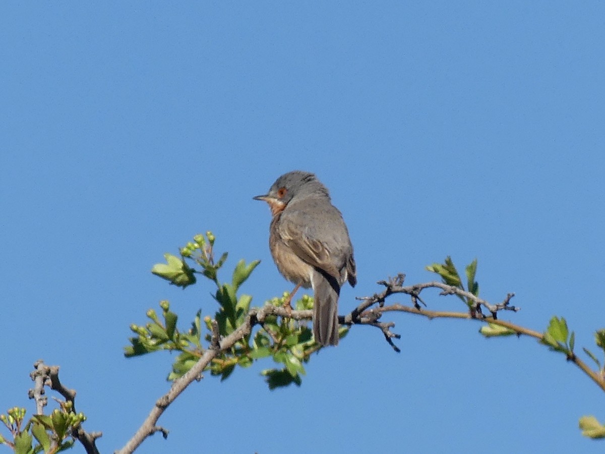 Western Subalpine Warbler - ML554121781