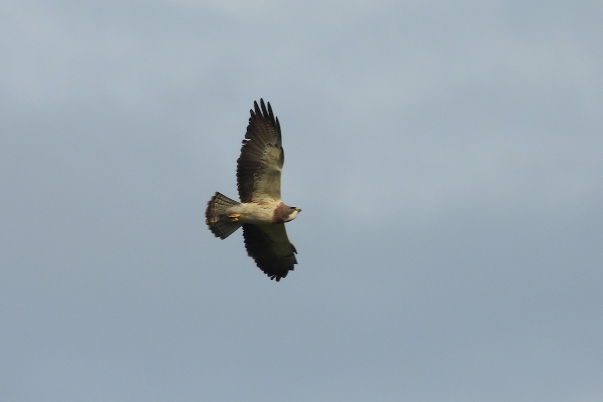 Swainson's Hawk - ML554122311