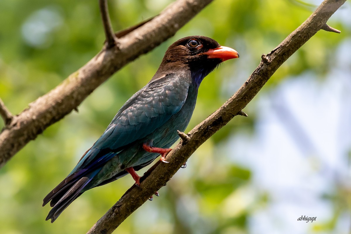 Дорнын эрдэнийн шувуу - ML554122911