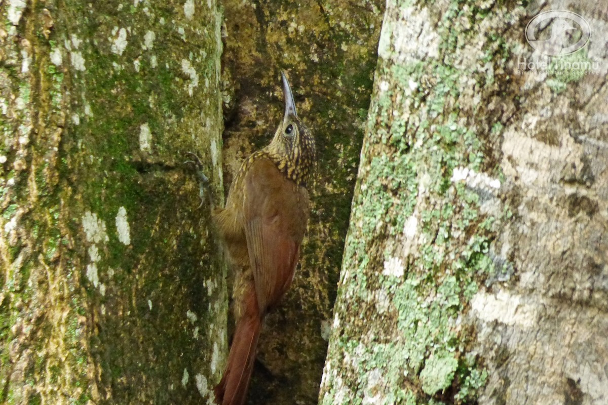 Cocoa Woodcreeper - Tinamú Birding Nature Reserve