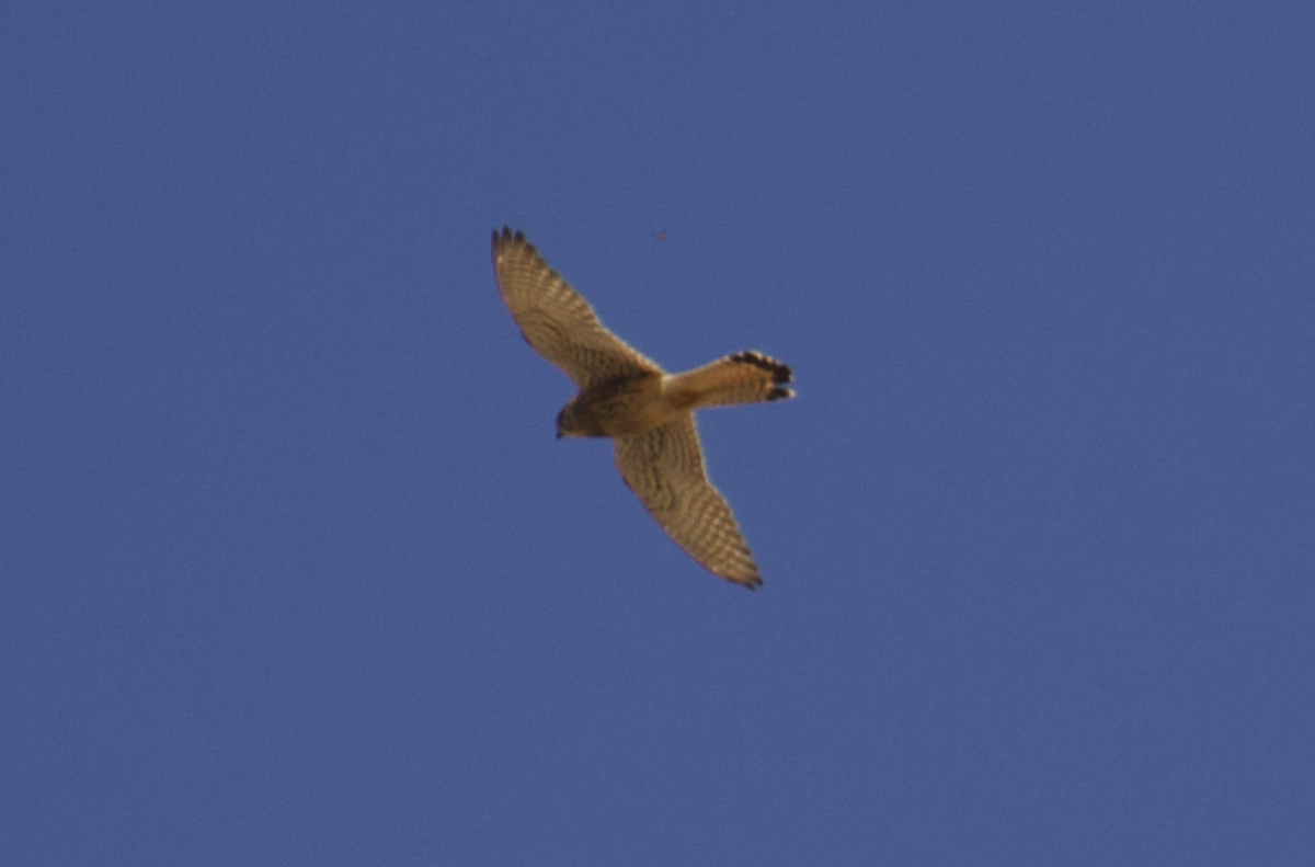 Eurasian Kestrel - ML554124281