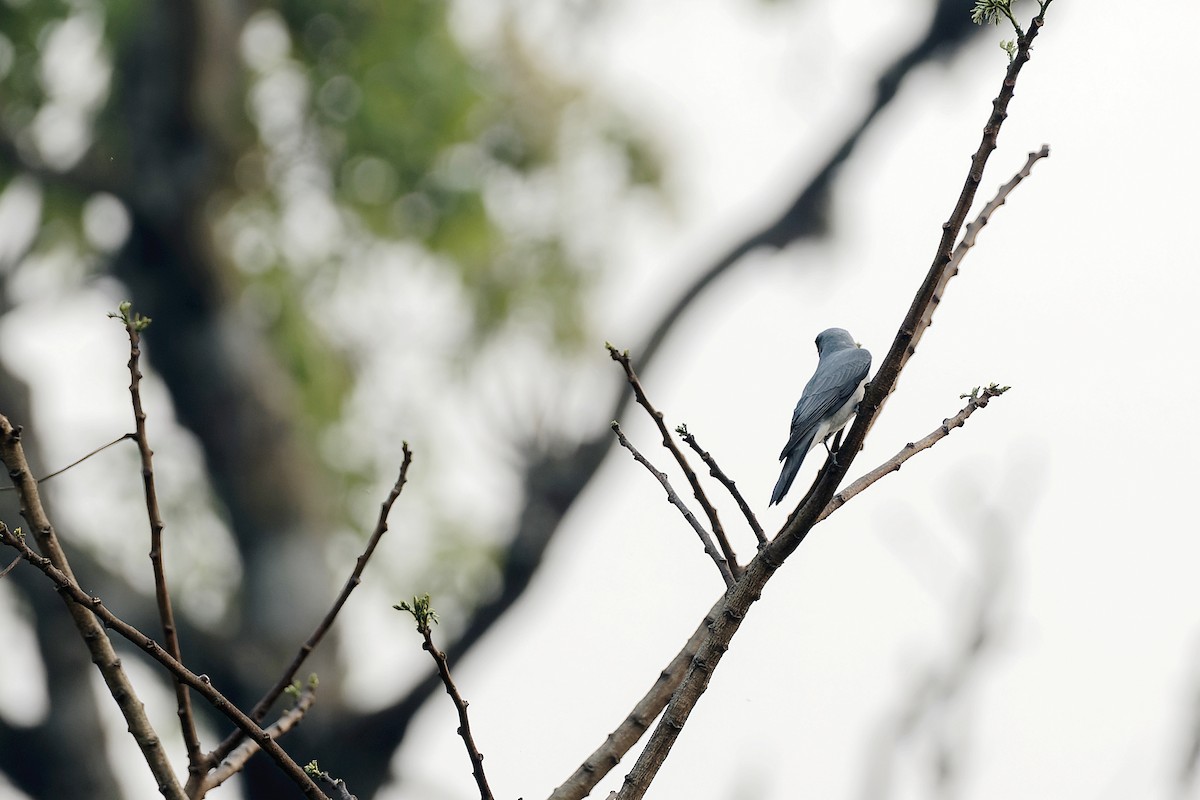 Large Cuckooshrike - ML554125511