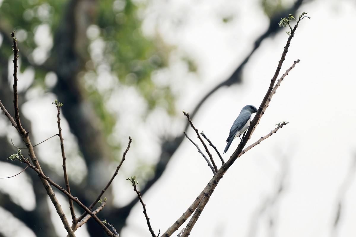 Large Cuckooshrike - ML554125521