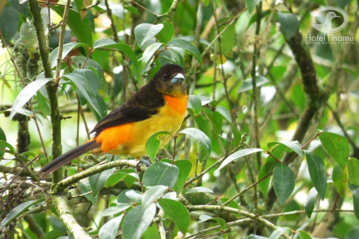 Flame-rumped Tanager - Tinamú Birding Nature Reserve