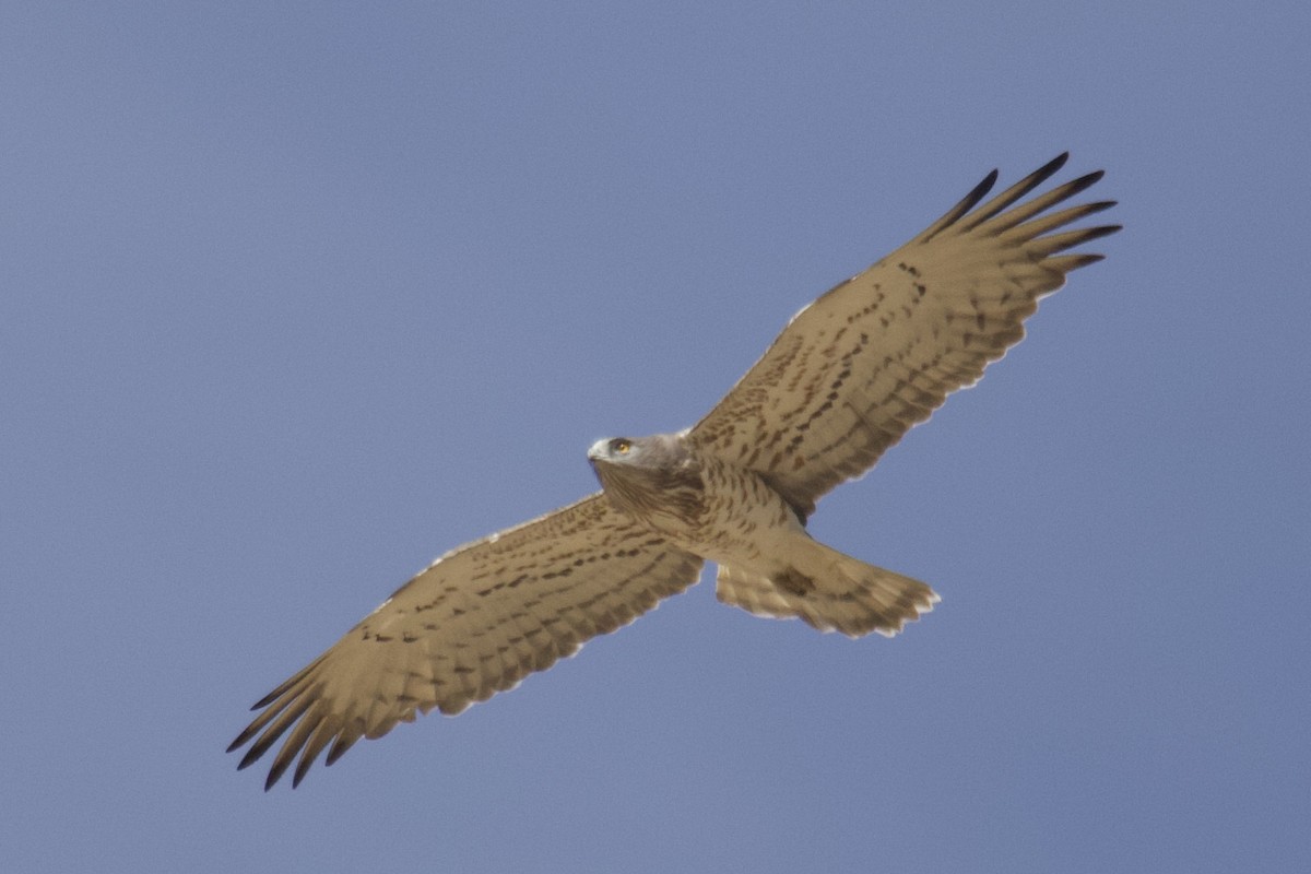 Short-toed Snake-Eagle - ML554126261