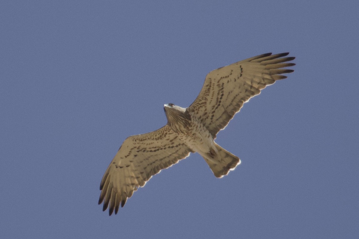 Short-toed Snake-Eagle - ML554126281