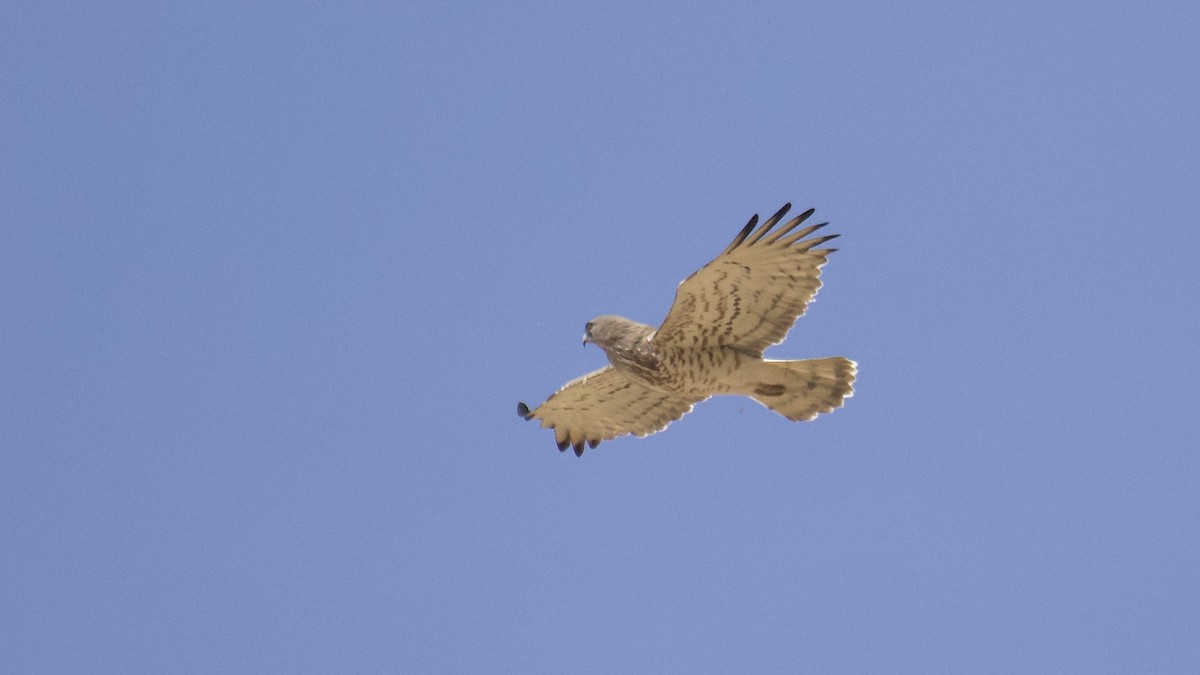 Short-toed Snake-Eagle - ML554126291