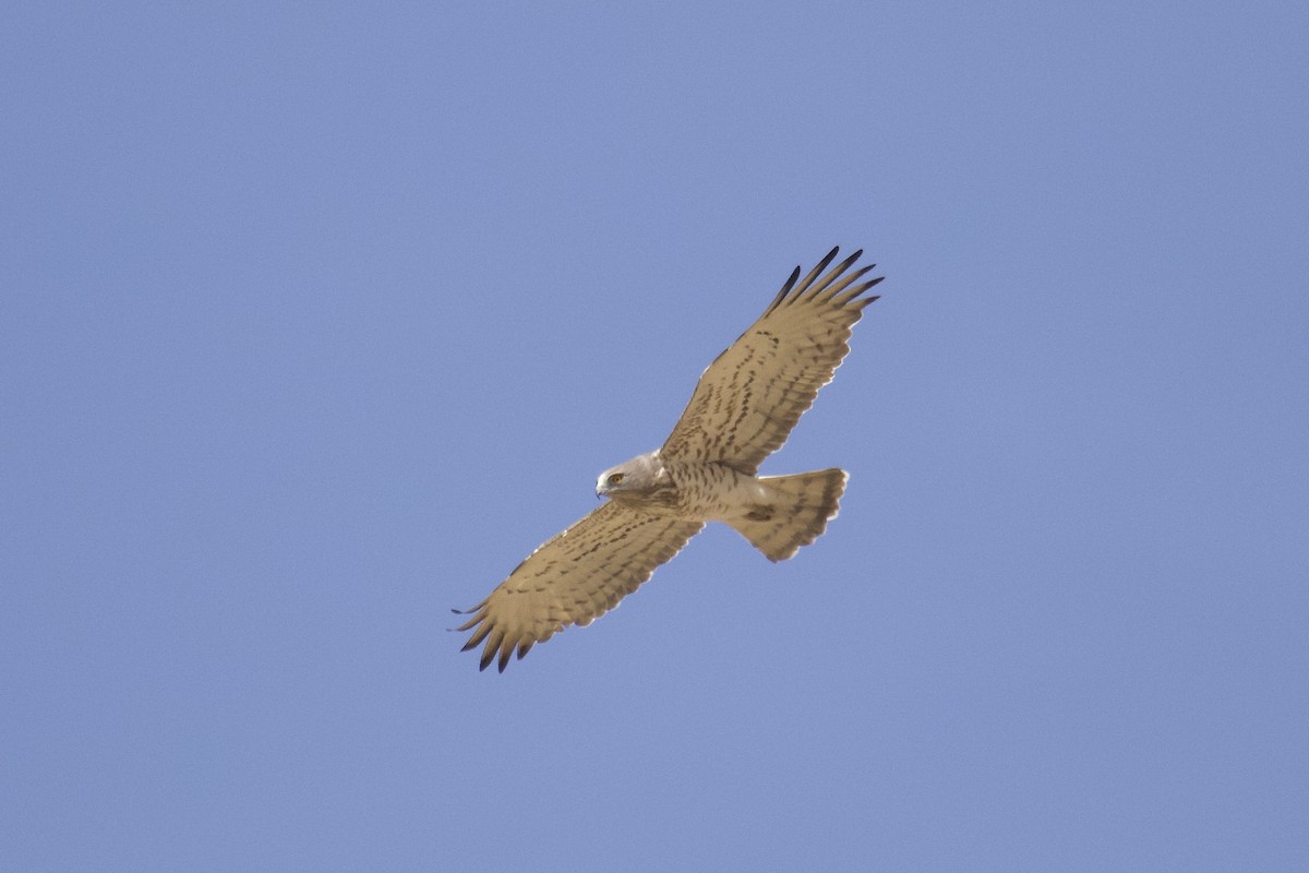 Short-toed Snake-Eagle - ML554126311