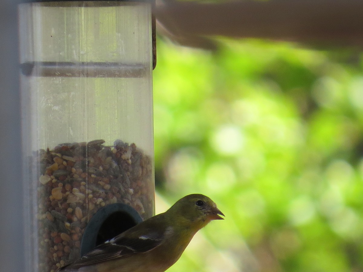 American Goldfinch - ML554126691