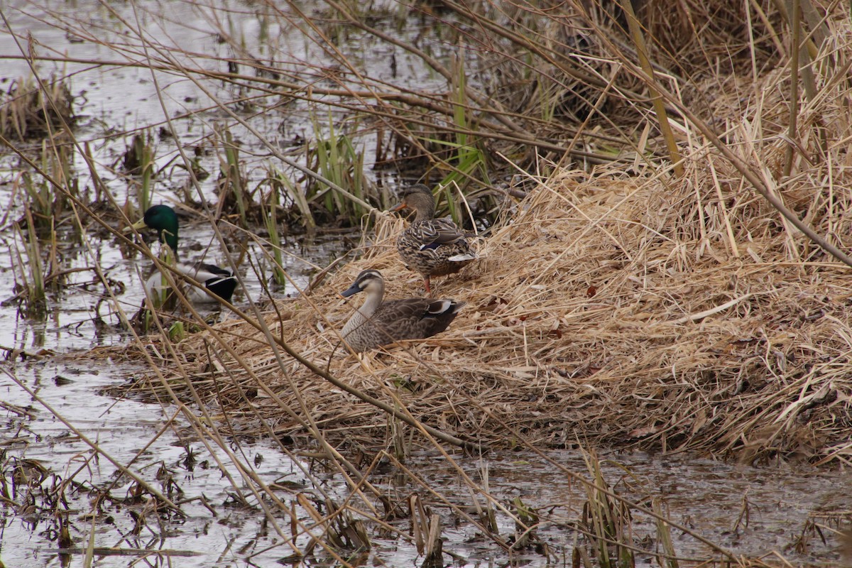 Eastern Spot-billed Duck - ML554127931