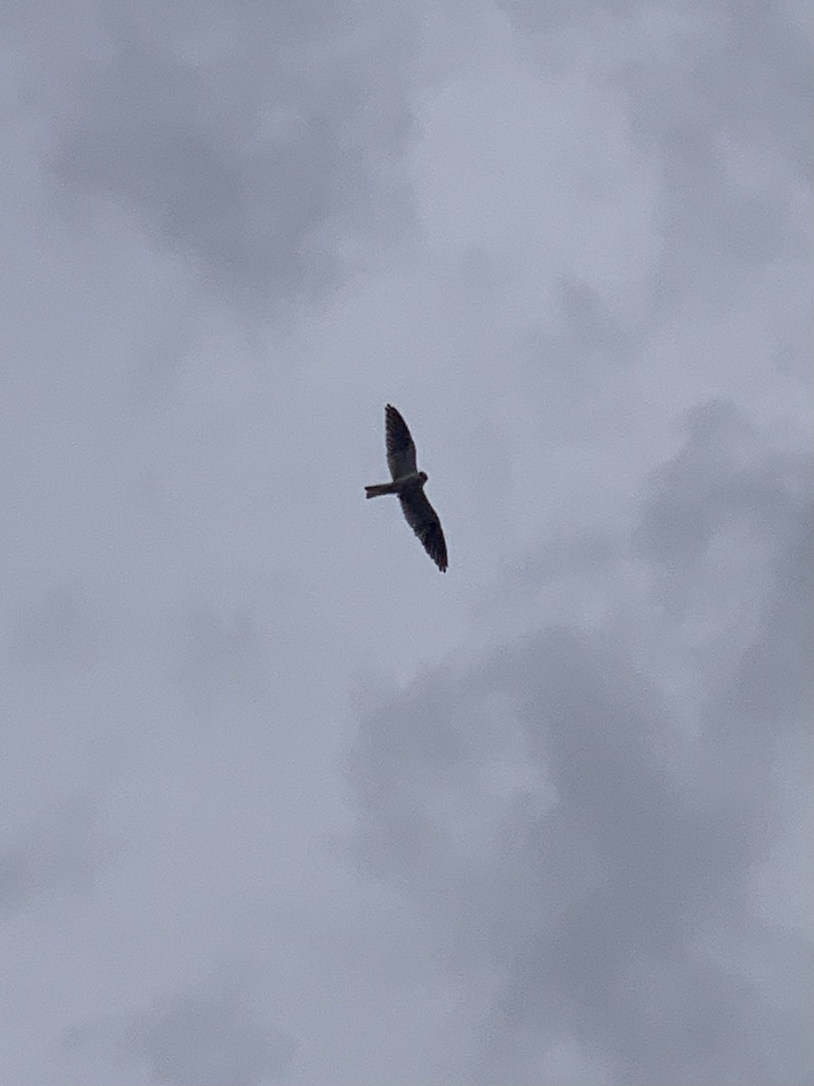 Black-shouldered Kite - ML554127981