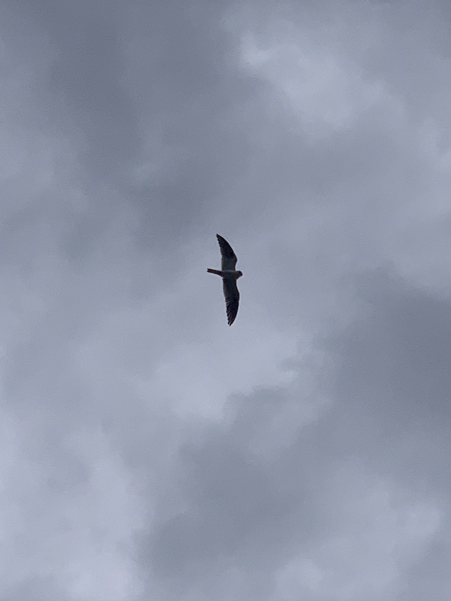 Black-shouldered Kite - ML554128101