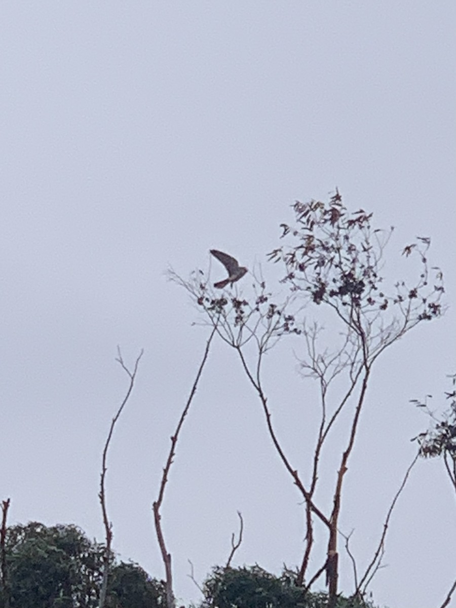 Nankeen Kestrel - ML554128181