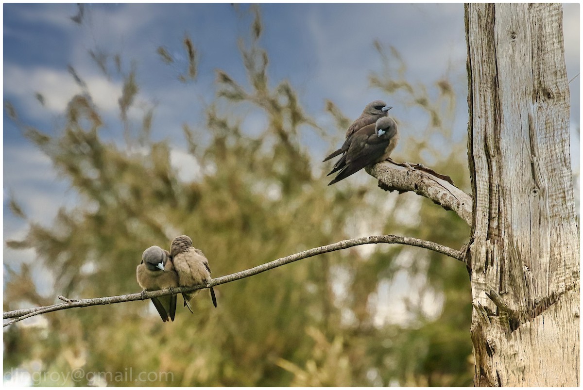 Ashy Woodswallow - ML554128571