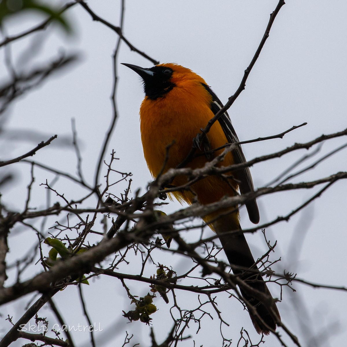 Hooded Oriole - ML554129371