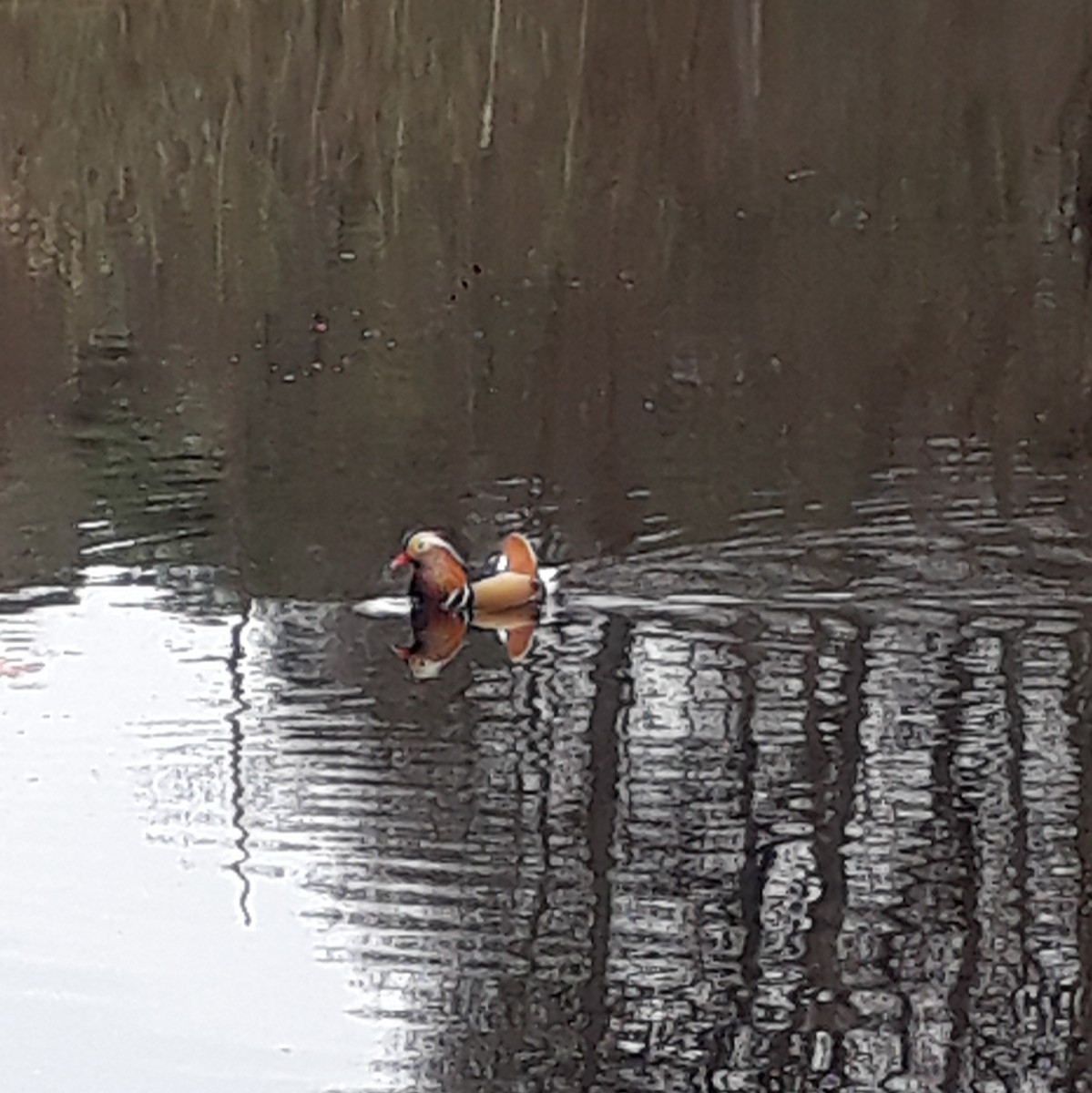 Mandarin Duck - ML554129451