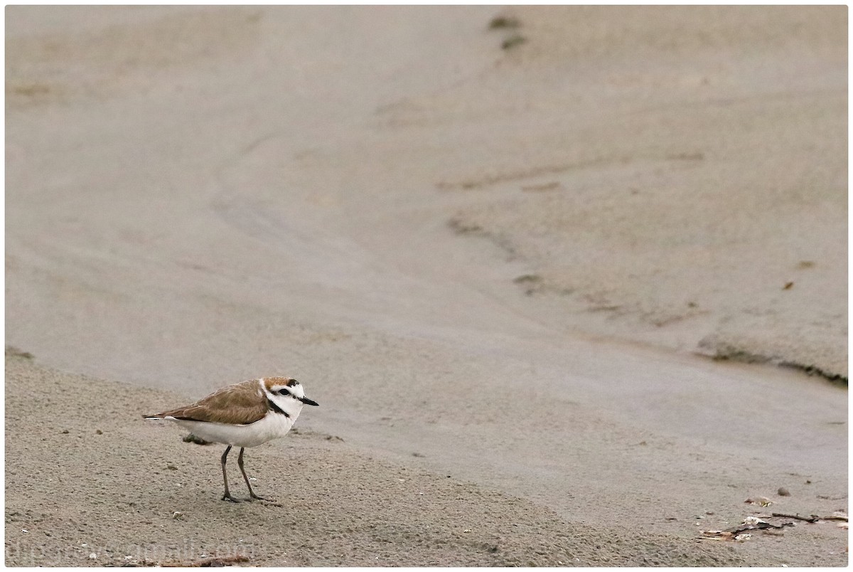 Kentish Plover - ML554129771