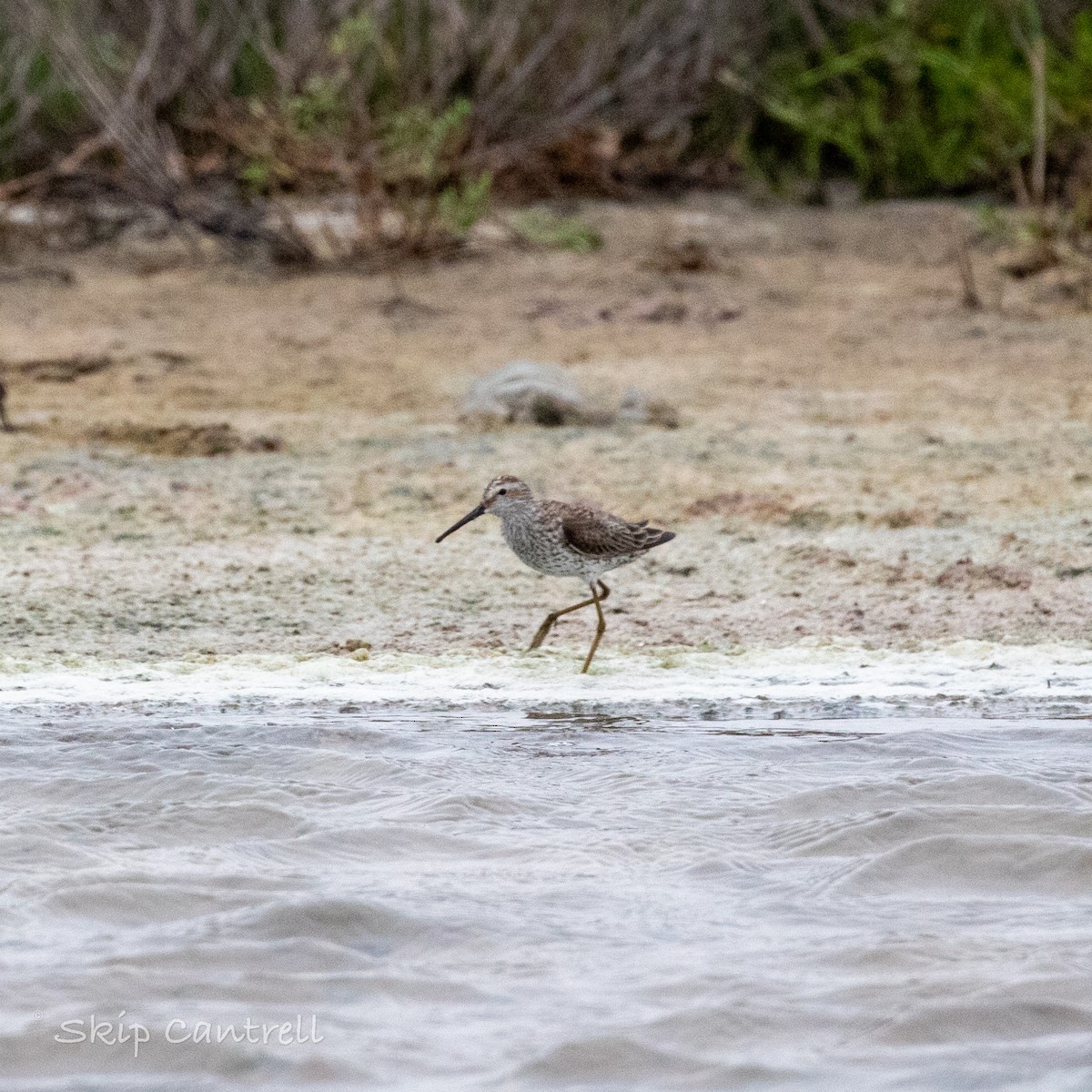 Stilt Sandpiper - ML554129811