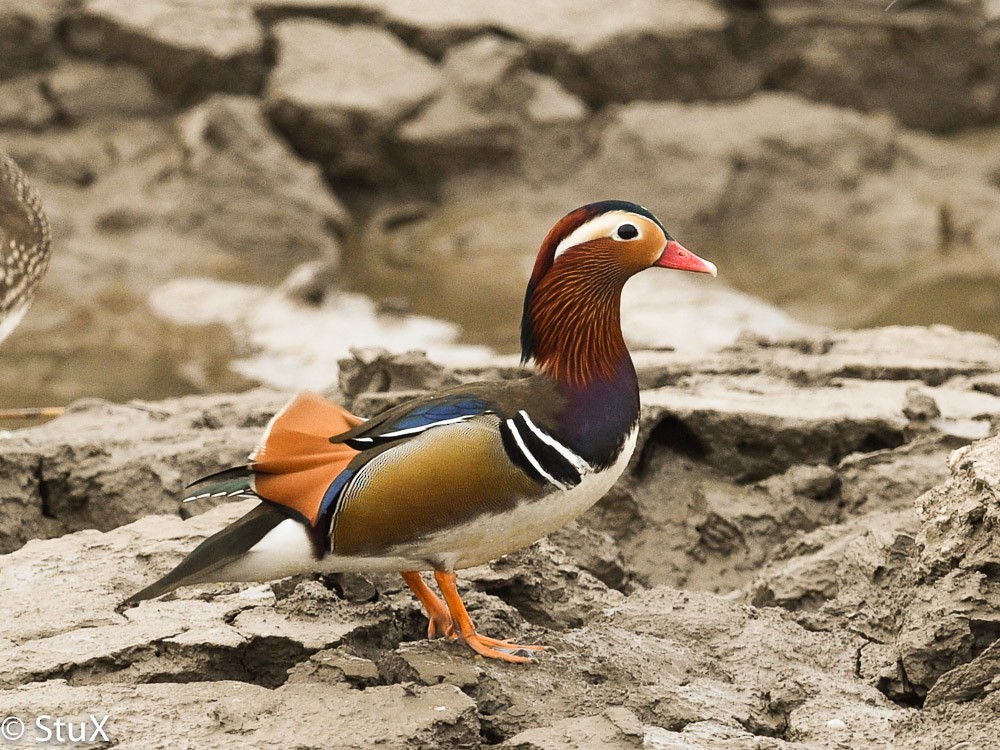 Mandarin Duck - ML554130611