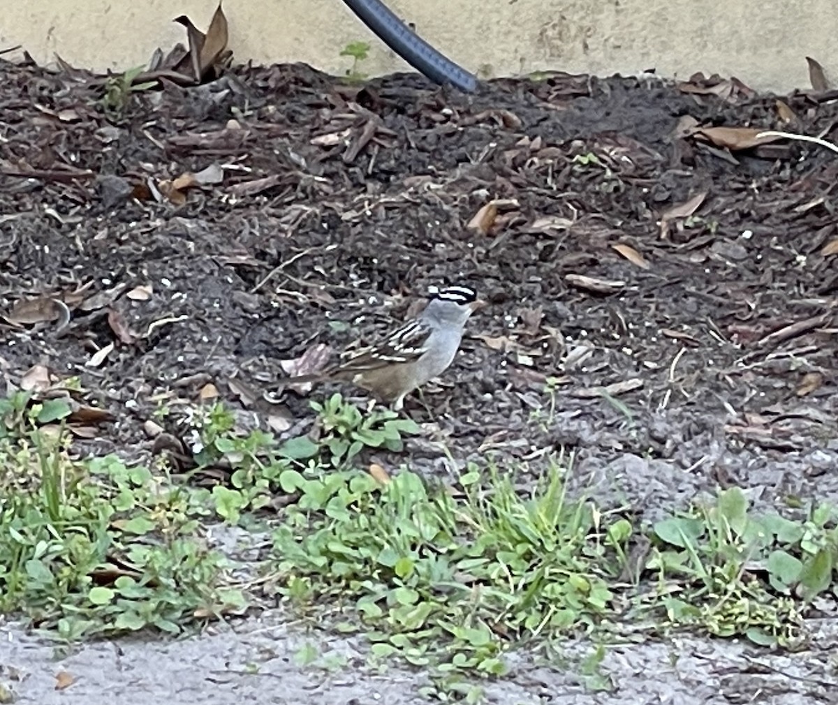 White-crowned Sparrow - ML554130791