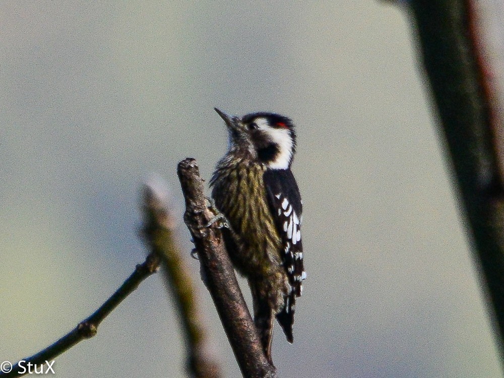 Gray-capped Pygmy Woodpecker - ML554131071