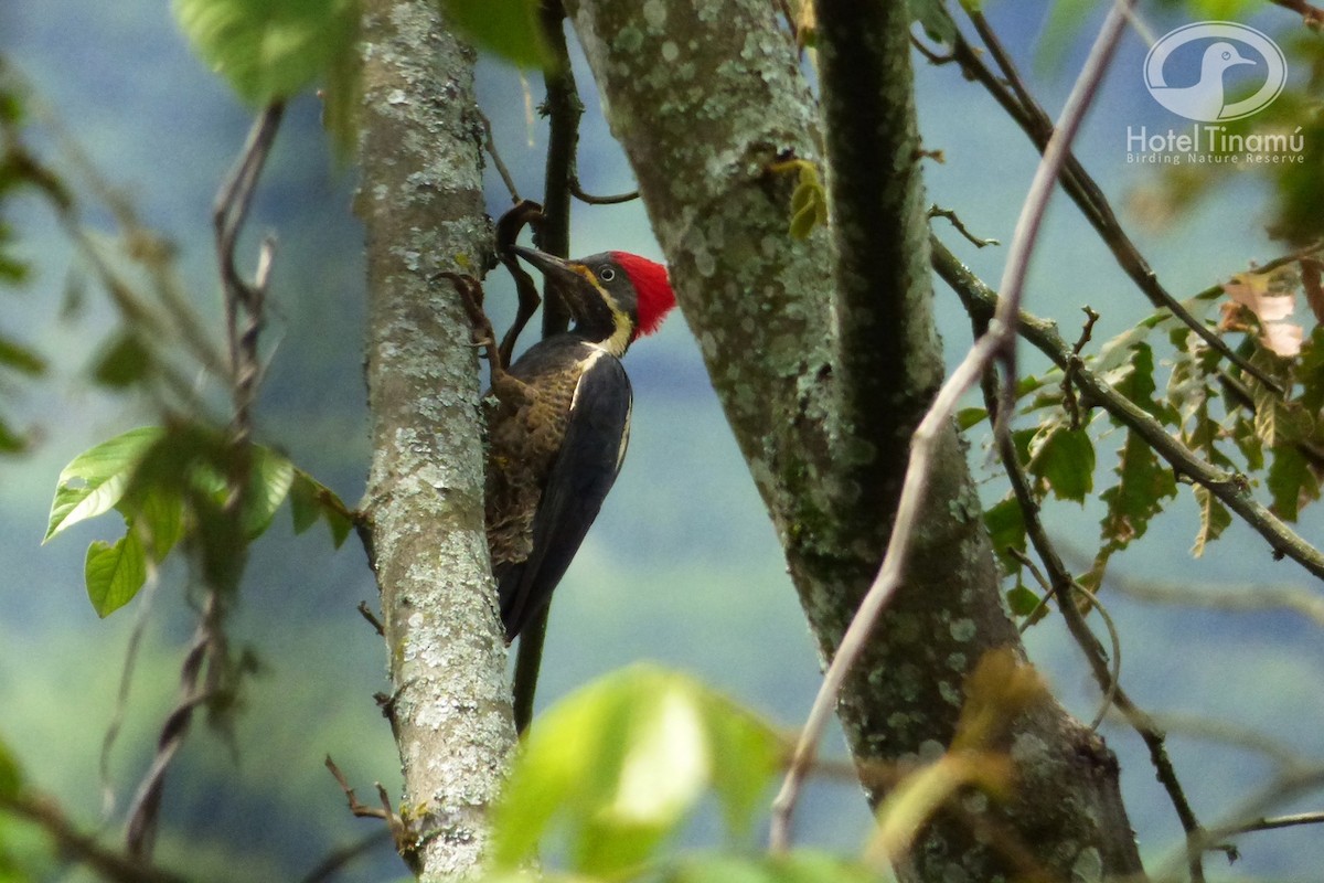 Lineated Woodpecker - Tinamú Birding Nature Reserve
