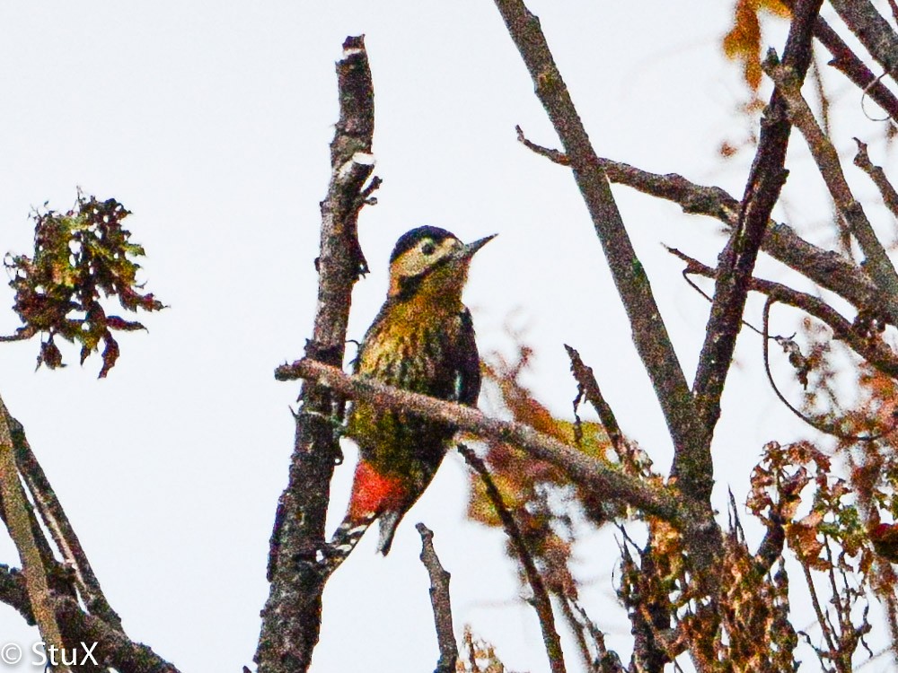 Darjeeling Woodpecker - ML554131221