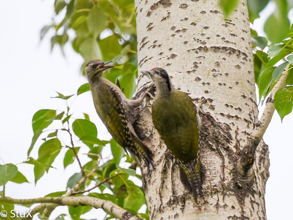 Gray-headed Woodpecker - ML554133871